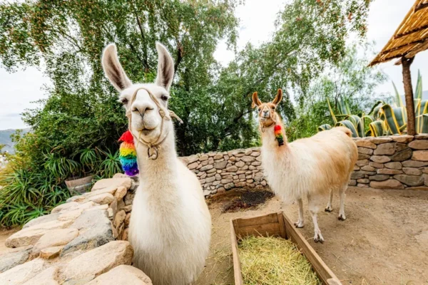 Llamas
