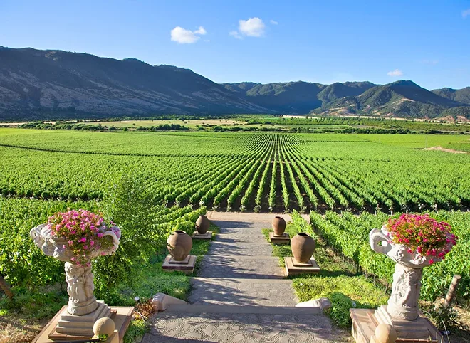 Viñedo en Santa Cruz Colchagua